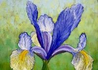 dutch-iris-oriental-beauty