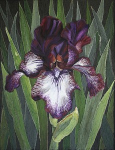 Plicata Iris 2014 gallery