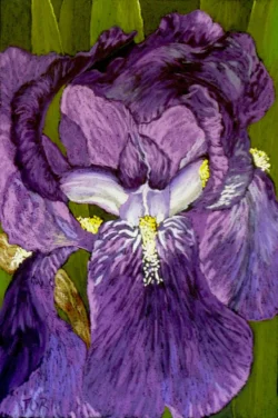 Painting of an Iris flower