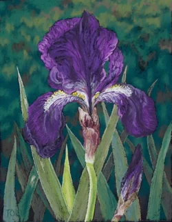 Painting of an Iris flower