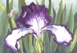 Painting of an Iris flower