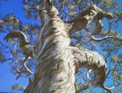 Painting of a old gum tree